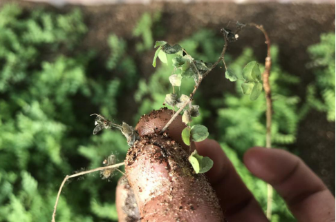 图片4.png 图片4.png