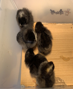 图片3.png 图片3.png