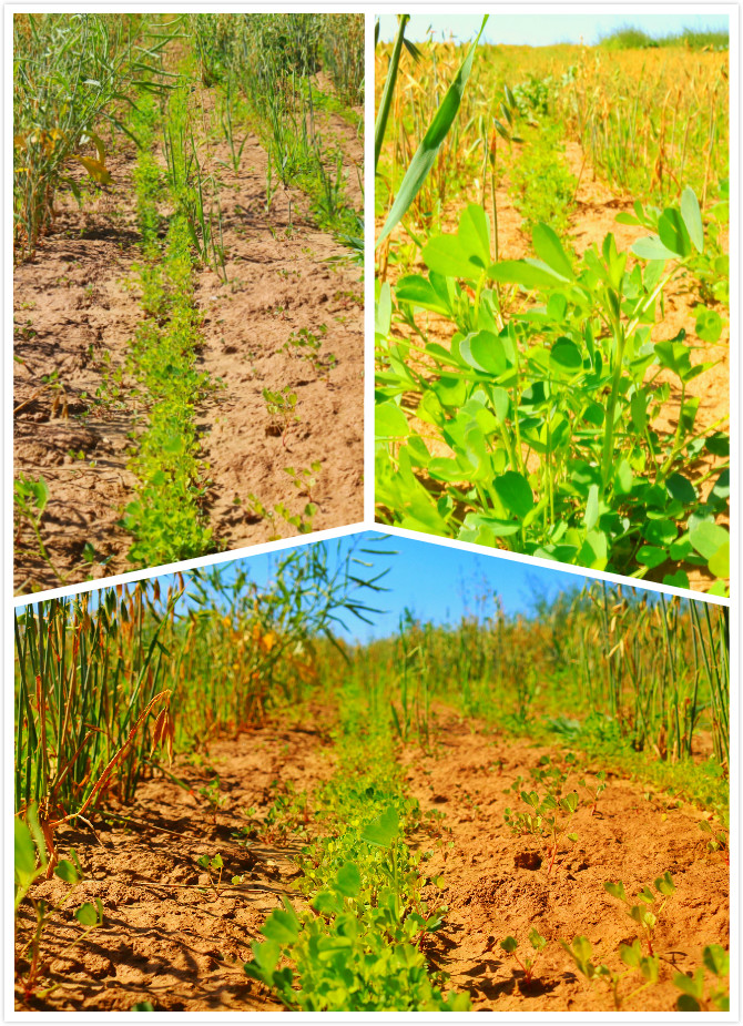 图片4.png 图片4.png